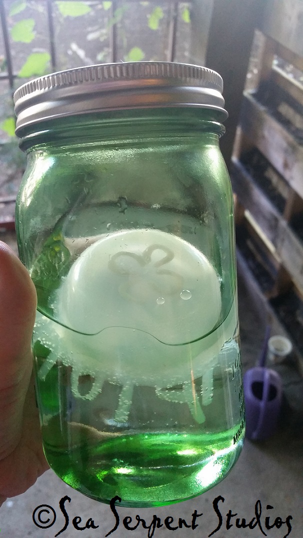 Name:  jellyfish in a jar.jpg
Views: 755
Size:  206.4 KB