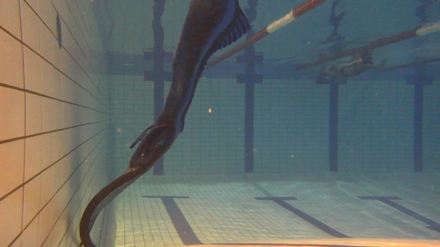 Name:  triton ct.jpg
Views: 1043
Size:  238.7 KB