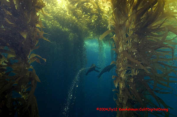 Name:  BestKelpForestImage.jpg
Views: 355
Size:  182.7 KB