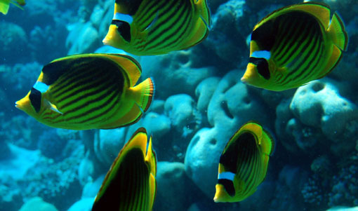 Name:  diagonal butterflyfish.jpg
Views: 2828
Size:  61.7 KB