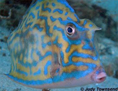 Name:  scrawledcowfish.JPG
Views: 2168
Size:  40.7 KB