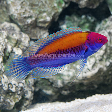 Name:  p_90109-orange-back-wrasse.jpg
Views: 1183
Size:  36.4 KB