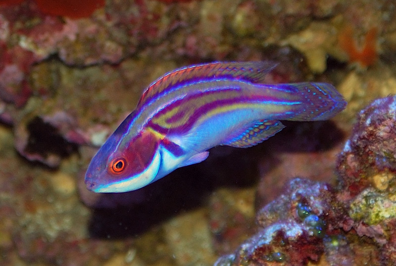 Name:  fairy wrasse.jpg
Views: 1441
Size:  136.1 KB