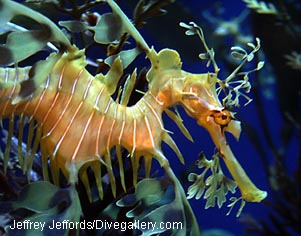 Name:  Seadragon4-JJ.jpg
Views: 2110
Size:  30.6 KB