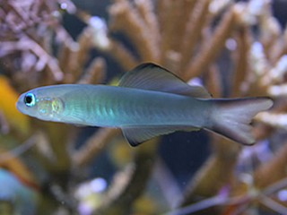 Name:  goby48.jpg
Views: 2371
Size:  18.1 KB