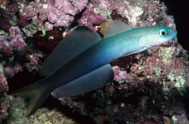 Name:  Ptereleotris_evides_630w.jpg
Views: 1096
Size:  246.7 KB