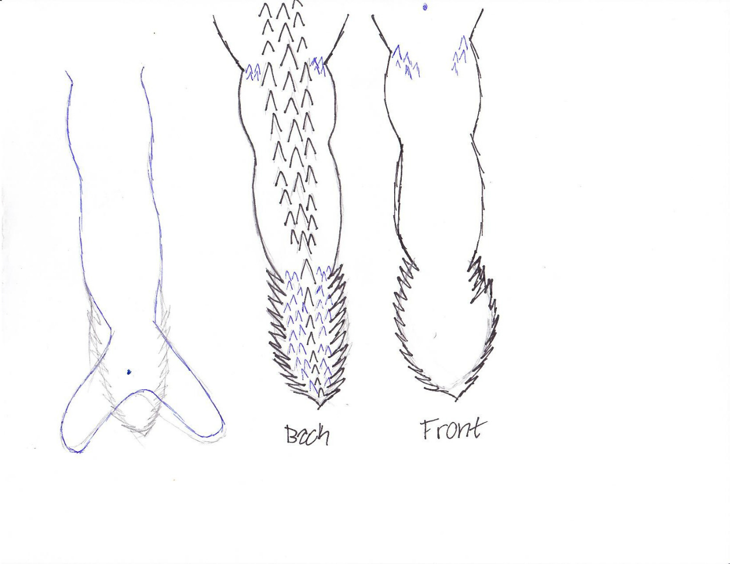 Name:  MerFanc Tail.jpg
Views: 877
Size:  368.4 KB