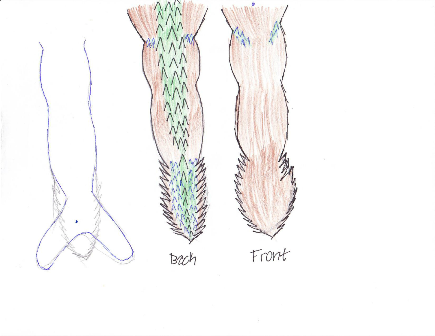 Name:  Coloured MerFanc Tail.jpg
Views: 701
Size:  564.5 KB