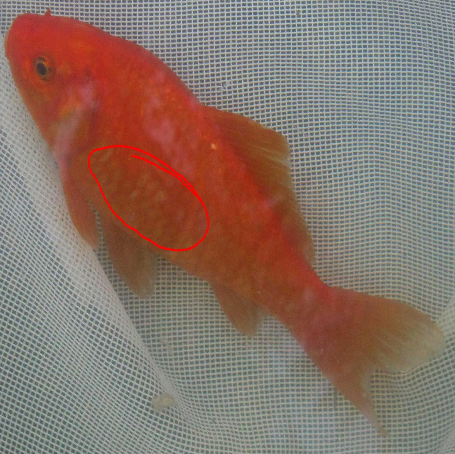Name:  fish scales 4.JPG
Views: 183
Size:  254.8 KB