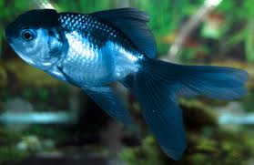 Name:  blue gold.jpg
Views: 937
Size:  6.8 KB