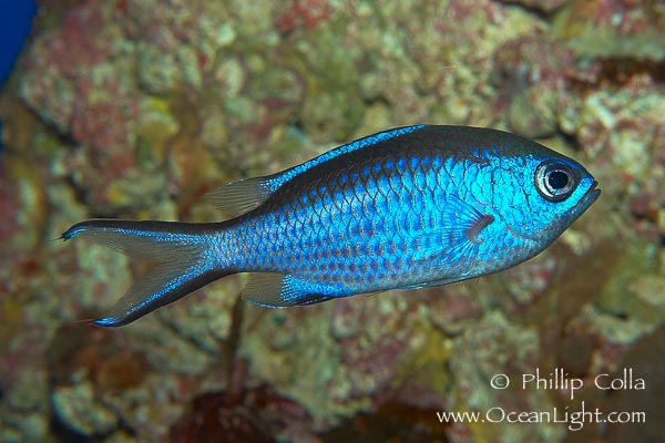 Name:  chromis-cyanea-blue-chromis-picture-09453-986244.jpg
Views: 1367
Size:  93.5 KB