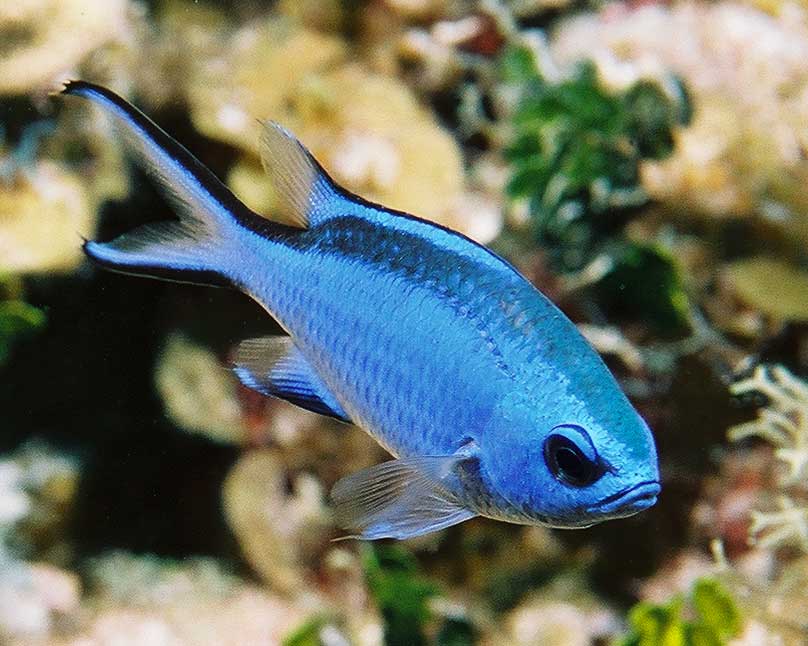 Name:  110035-Blue Chromis-Chromis cyanea.jpg
Views: 1792
Size:  62.7 KB