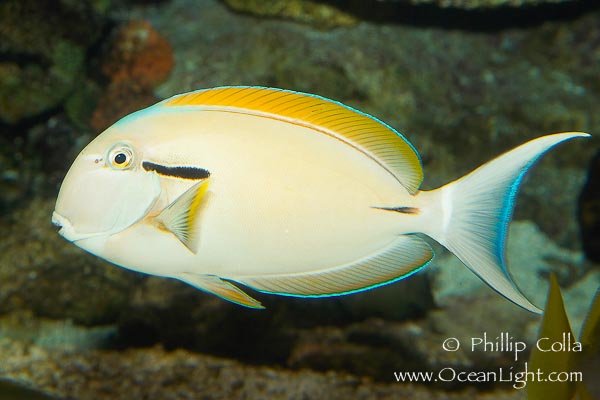 Name:  blackstripe-surgeonfish-photograph-12963-209043.jpg
Views: 1817
Size:  72.2 KB