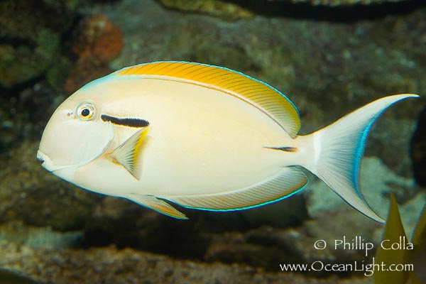 Name:  blackstripe-surgeonfish-photograph-12963-209043.jpg
Views: 1038
Size:  72.2 KB