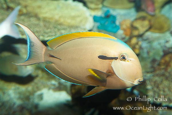 Name:  blackstripe-surgeonfish-photo-12964-955231.jpg
Views: 1404
Size:  76.3 KB