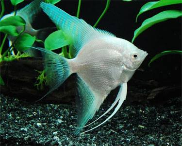 Name:  PearlescentAngelfish.jpg
Views: 558
Size:  23.1 KB