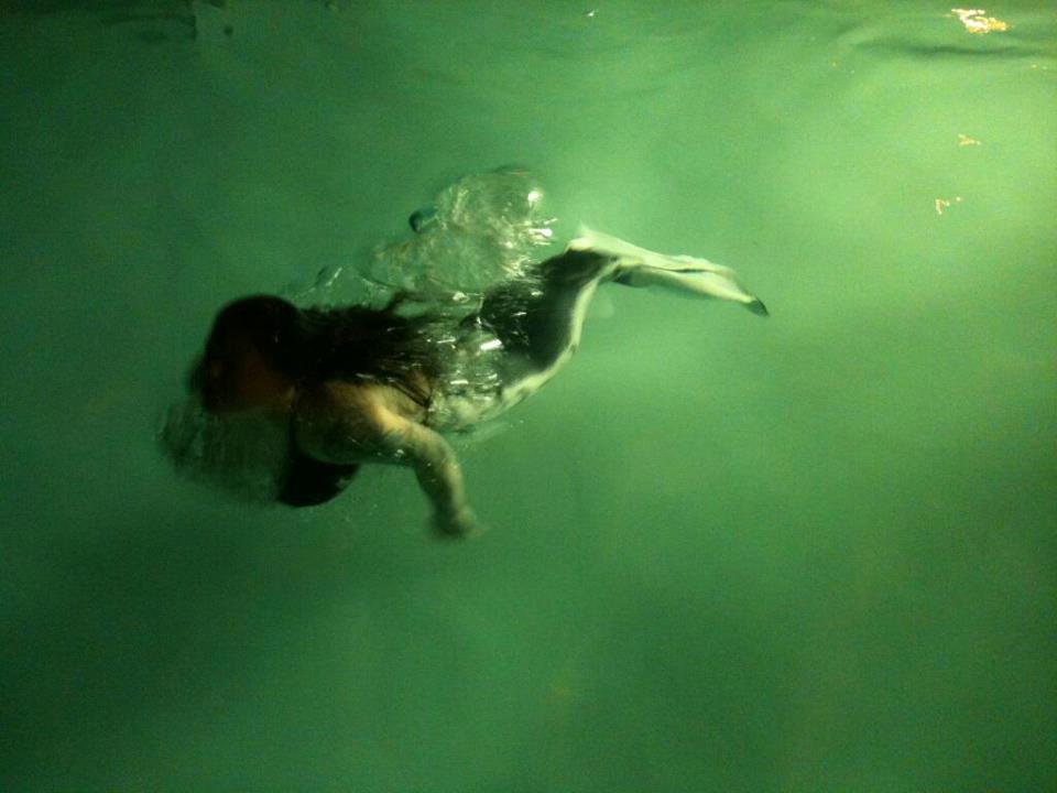 Name:  mermaid3.jpg
Views: 2148
Size:  48.7 KB