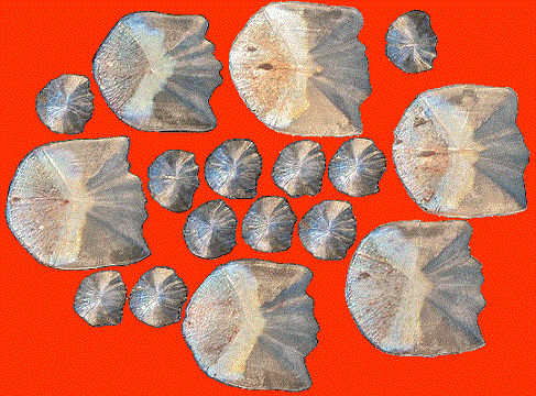 Name:  scale structure.gif
Views: 1448
Size:  70.3 KB
