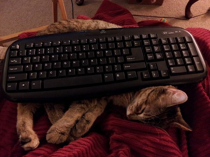 Name:  Bella_karma.jpg
Views: 411
Size:  137.8 KB