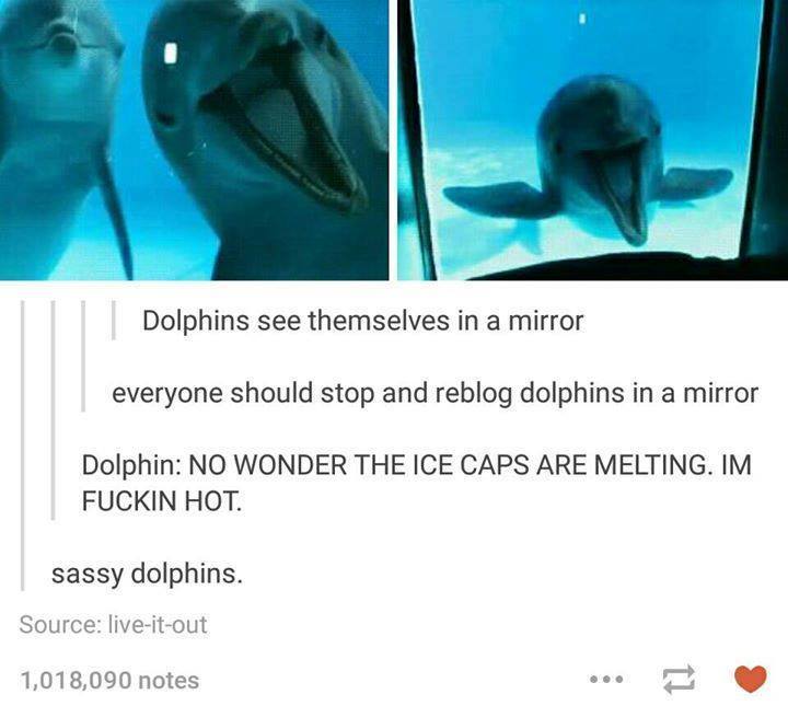 Name:  dolphins.jpg
Views: 280
Size:  41.6 KB