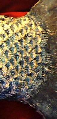 Name:  Scales.JPG
Views: 1979
Size:  21.0 KB