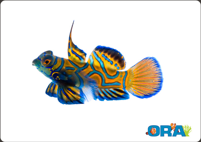 Name:  bluemandarin_lg.jpg
Views: 954
Size:  97.0 KB