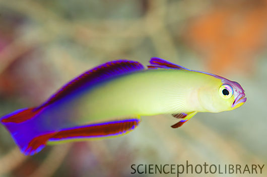 Name:  C0109872-Purple_fire-goby-SPL.jpg
Views: 1317
Size:  65.4 KB