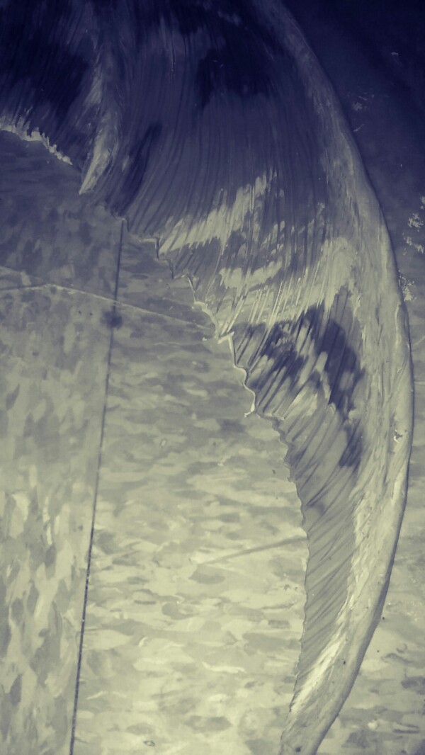 Name:  PicsArt_10-05-10.32.35-600x1066.jpg
Views: 880
Size:  109.3 KB