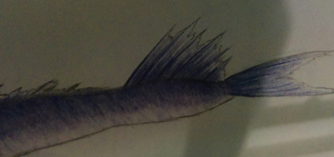 Name:  IMAG0080_1-1088x514.jpg
Views: 742
Size:  72.6 KB