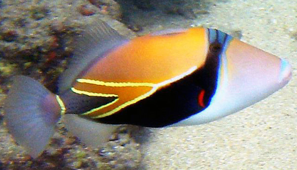 Name:  Reef_Triggerfish_oyd.JPG
Views: 2000
Size:  117.9 KB