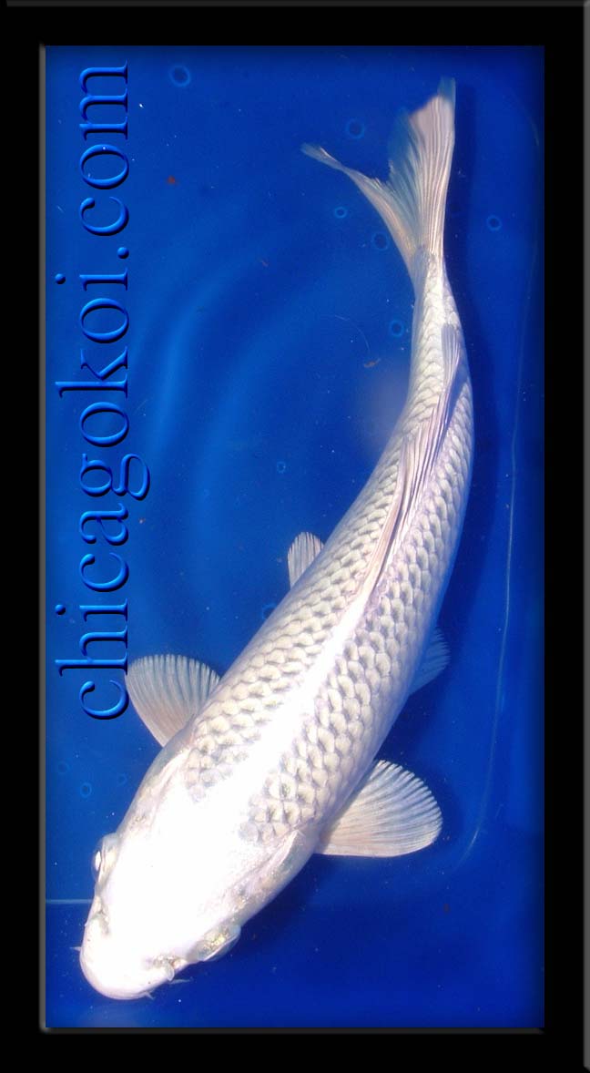 Name:  st_platinum_ogon_12_01a.jpg
Views: 1753
Size:  74.0 KB