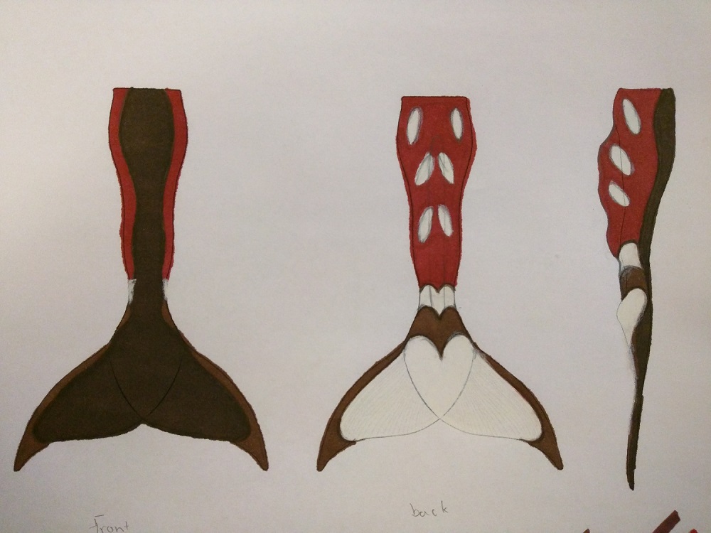 Name:  Red Panda Tail.jpg
Views: 629
Size:  158.8 KB