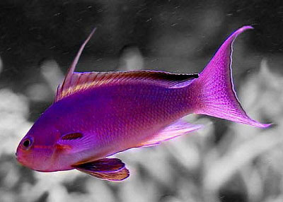 Name:  Anthias-maleSM.jpg
Views: 1770
Size:  24.7 KB