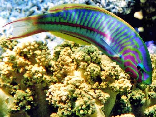 Name:  MEZ-D10-5-Klunzingers_wrasse-Thalassoma_rueppellii-1.jpg
Views: 771
Size:  38.8 KB