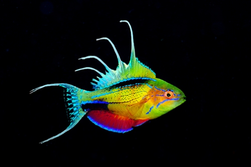 Name:  2069_1277847013_2.jpg
Views: 1104
Size:  58.5 KB