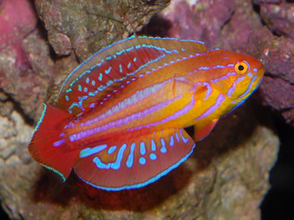 Name:  136235-Red Sea Eight Line Flasher Wrasse-Paracheilinus octotaenia.jpg
Views: 2064
Size:  288.7 KB