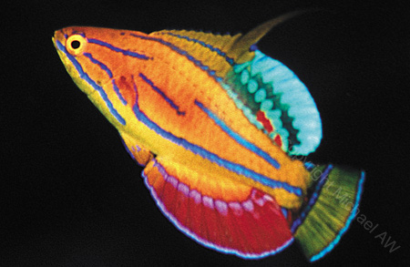 Name:  flasher wrasse RA35046ma.jpg
Views: 1685
Size:  58.4 KB