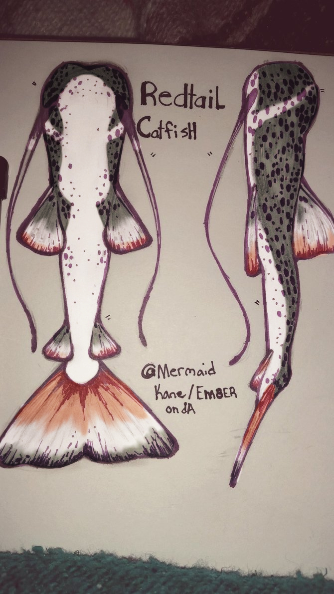 Name:  redtailcatfishmertail.jpg
Views: 356
Size:  438.7 KB