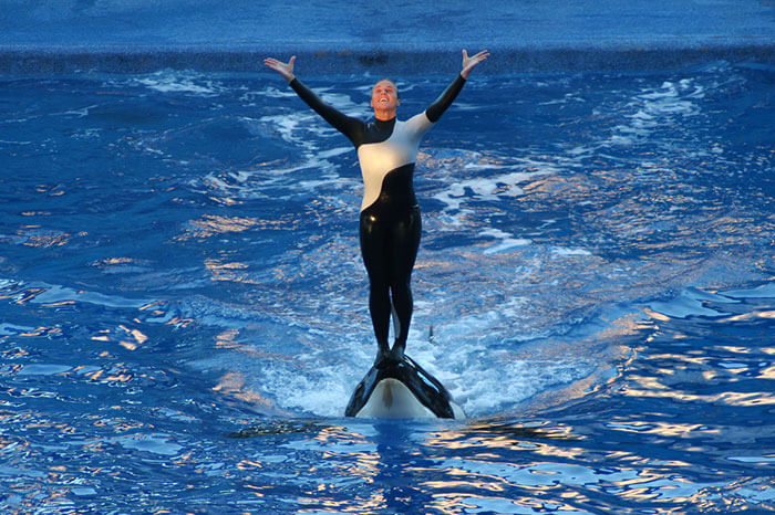 Name:  Whale Suit.jpg
Views: 295
Size:  114.0 KB