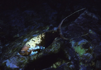 Name:  Clepticus_africanus.jpg
Views: 1198
Size:  66.0 KB