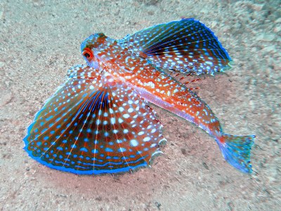 Name:  200910275125_Flying_Gurnard.jpg
Views: 2528
Size:  54.7 KB