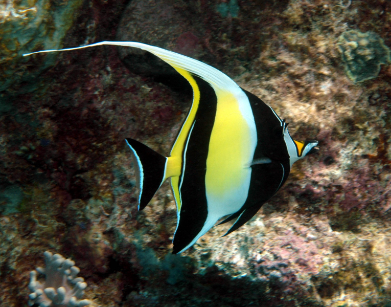 Name:  Moorish-Idol2.jpg
Views: 2685
Size:  404.9 KB