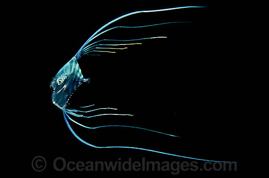 Name:  thread-fin-jack-70M1076-01.jpg
Views: 1750
Size:  41.8 KB