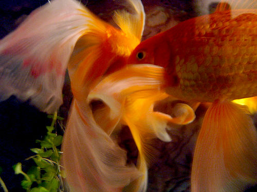 Name:  31931840_1d73fc377a.jpg
Views: 1090
Size:  43.3 KB