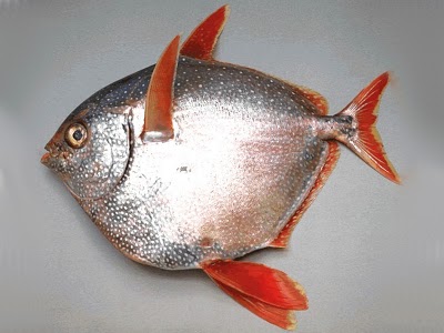 Name:  Opah Fish.jpg
Views: 3043
Size:  29.8 KB