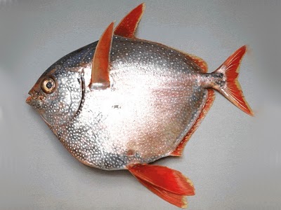 Name:  Opah Fish.jpg
Views: 2407
Size:  29.8 KB