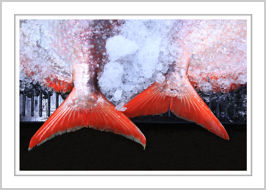 Name:  opah-tails--george-diebold.jpg
Views: 1266
Size:  188.3 KB