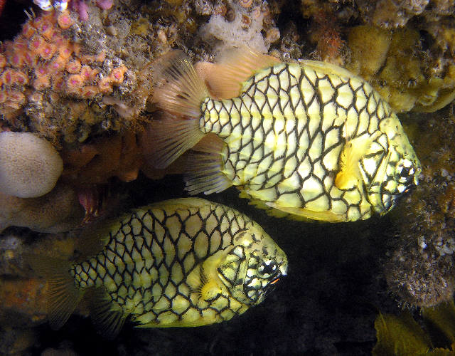 Name:  pineapplefish1.jpg
Views: 3042
Size:  89.2 KB