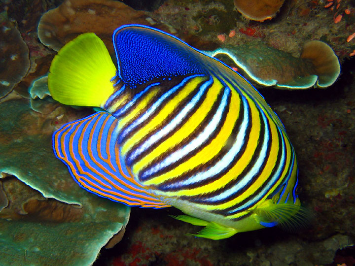 Name:  Royal_angelfish.jpg
Views: 3128
Size:  132.4 KB