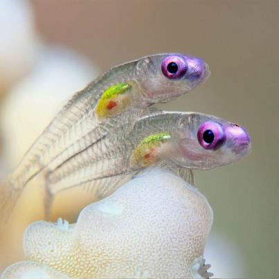 Name:  goby fish.jpg
Views: 1731
Size:  17.8 KB